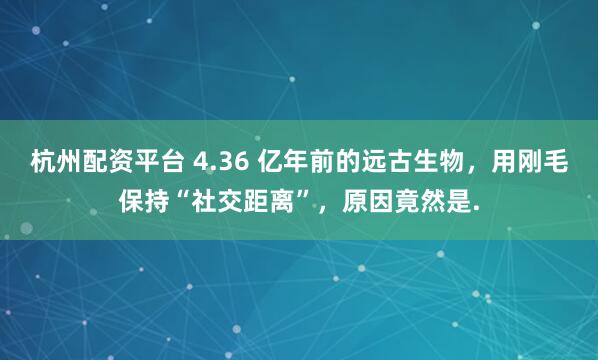杭州配资平台 4.36 亿年前的远古生物，用刚毛保持“社交距离”，原因竟然是.